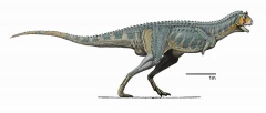 † Carnotaurus sastrei(vor etwa 72 bis 66 Millionen Jahren)